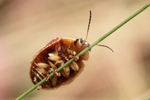 Tortoise Beetle (Paropsis geographica) (Paropsis geographica)